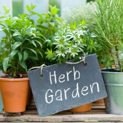 Herb container garden