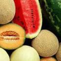melon-varieties