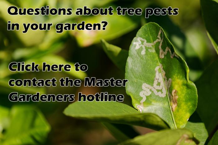 Master Gardener Tree Pest Hotline