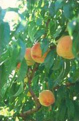 Stone fruits include plums, nectarines and peaches.
