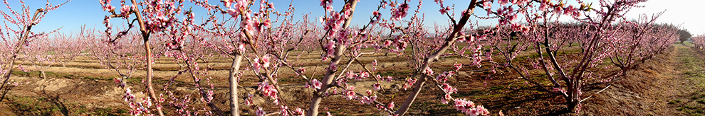Extending Orchard IPM Knowledge in California