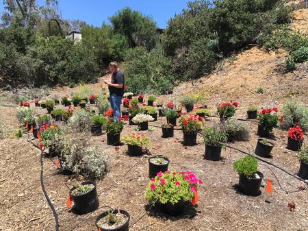 A student worker observes pollinators in our experimental plot at San Diego Botanic Garden, 2018.