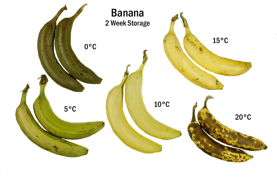 Banana Ripening Color Chart
