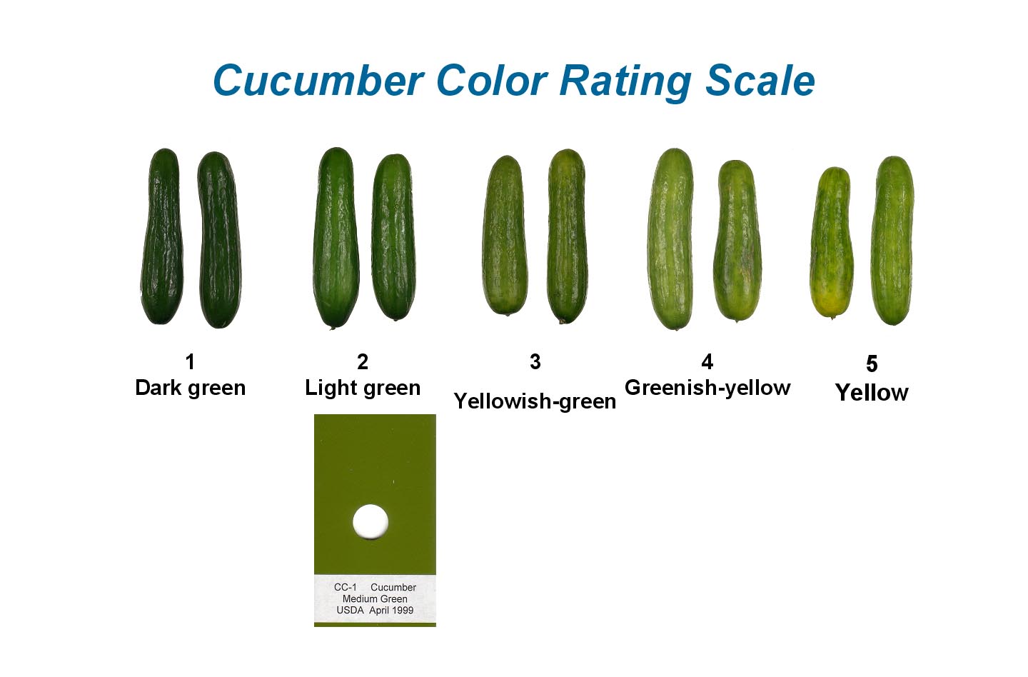 Cucumber Size Chart