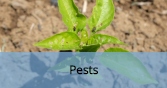InsectPests_Final