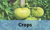 Crops Icon (1)