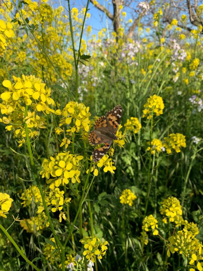 Butterfly on Mustard Cover Crop