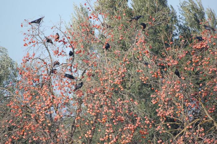 Crows Eating Persimmons