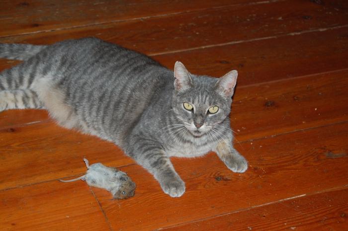Daisy the Cat; in 16 years she killed more than 5000 gophers and voles(mm)