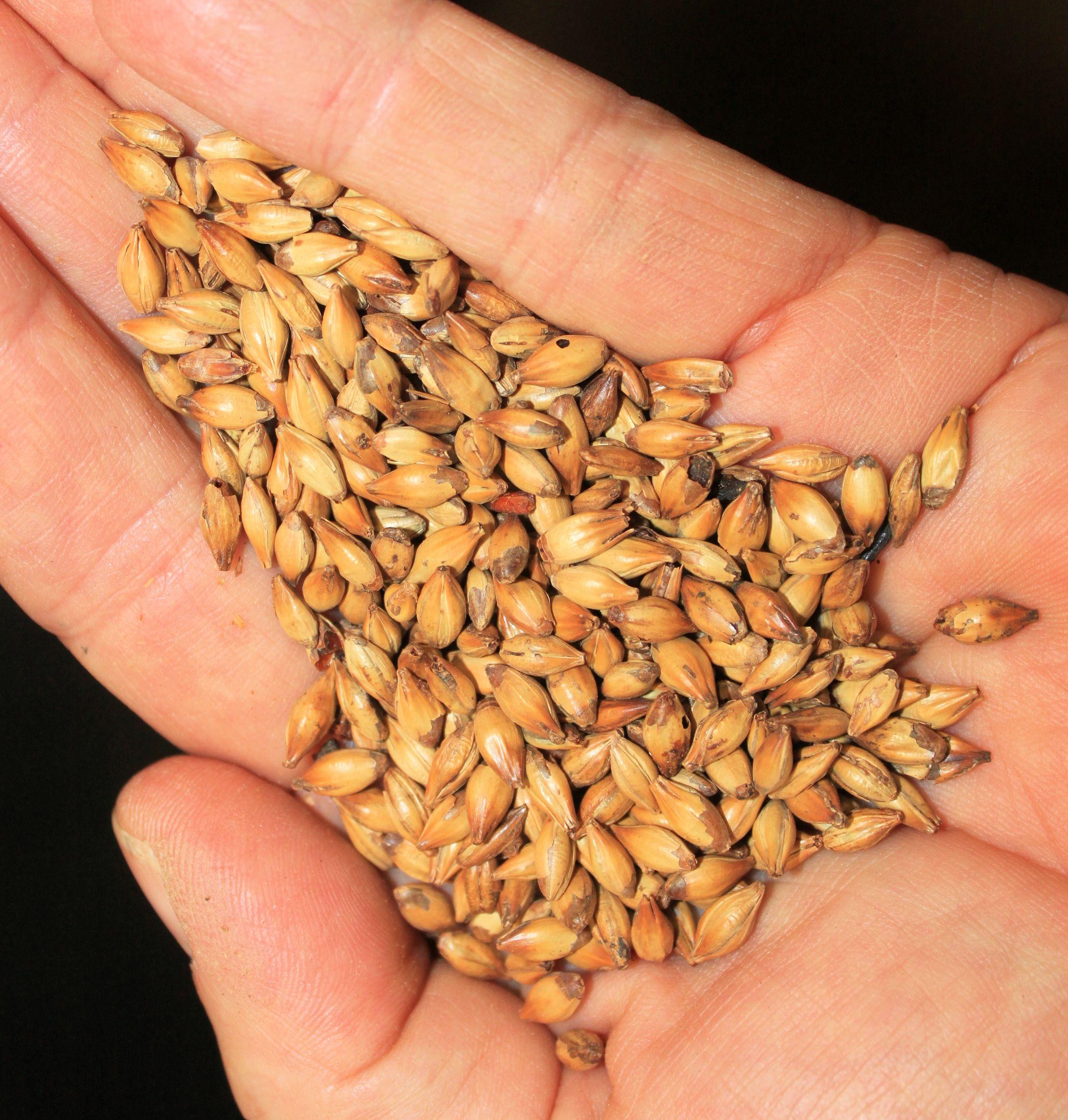 16 Malted grains