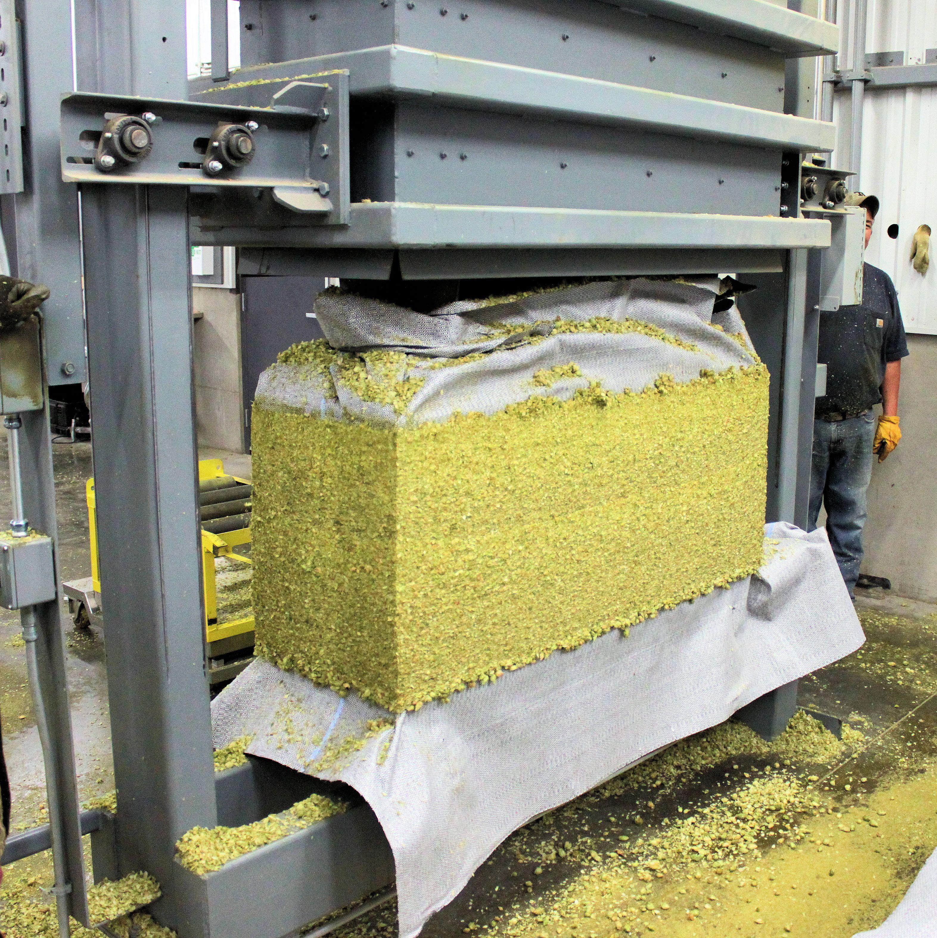 14 Dried hops pressed into a 200 lb. bale