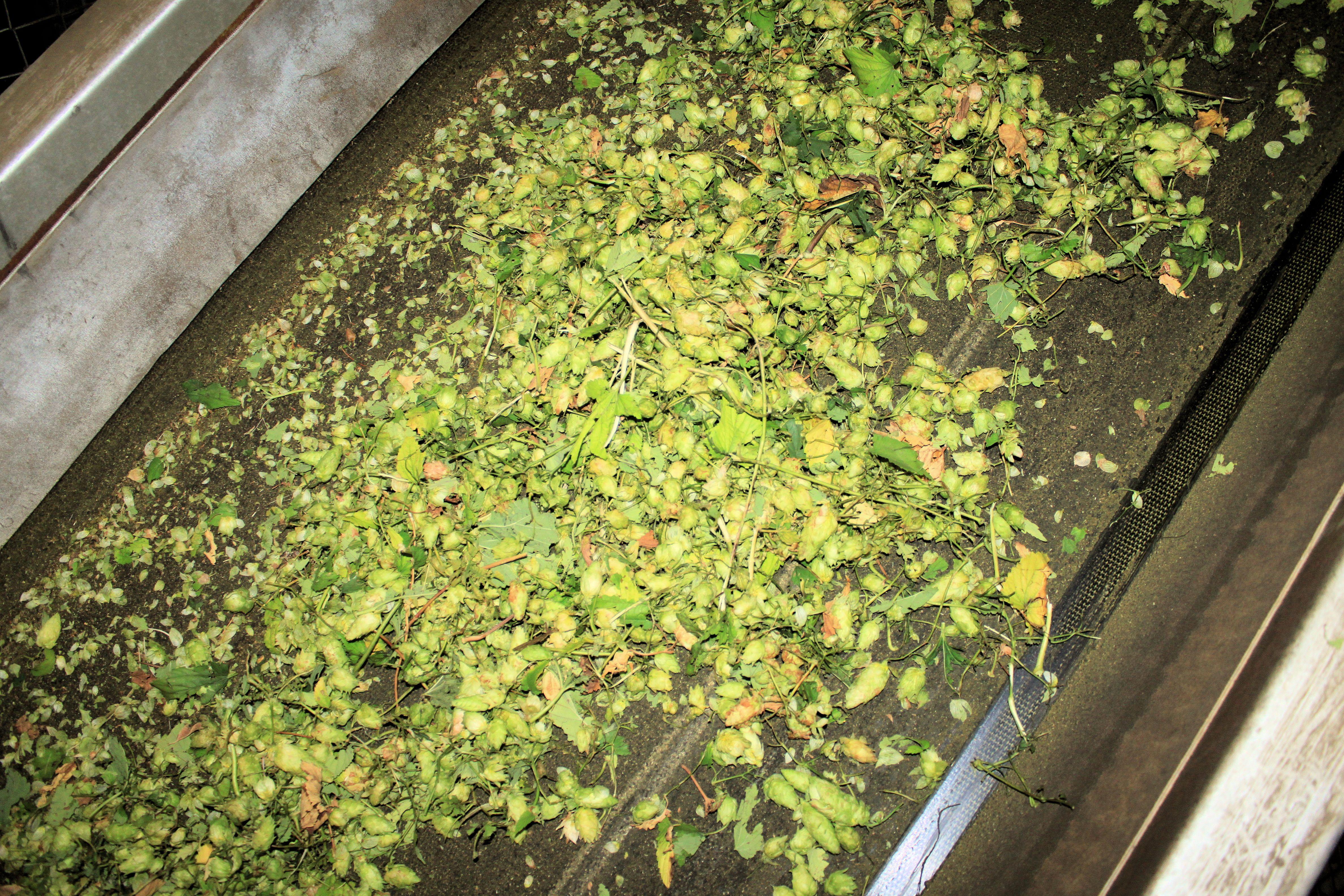 09 Hop cones and leaves removed from the vines