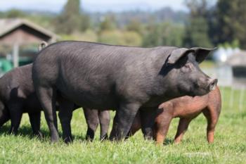 Pasture pork. Photo by Steve Knudsen