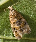 European Grapevine Moth Adult