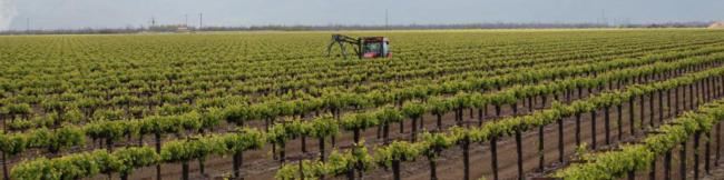Oakville sliver Experimental Vineyard
