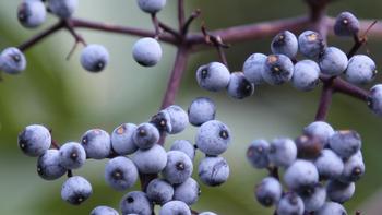 Blue_elderberry_Sambucus_mexicana_berries_close wikimedia (1)