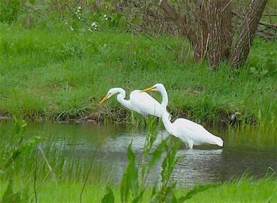 Egrets Atascadero Wetlands, from Sonoma West Times