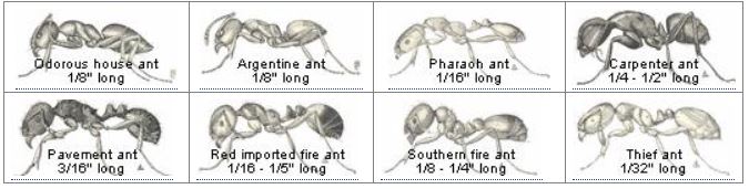 Ants from IPM ant key to ID page