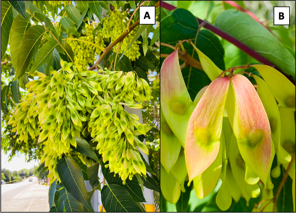 Figure 2. Female trees can produce more than 300,000 red, yellow and green “samaras” that each contain one seed covered by a winged and papery tissue