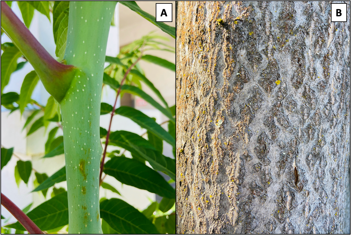 Figure 3. Young tree-of-heaven have greenish smooth bark (A) that turns a greyish-brown in older trees resembling the skin of a cantaloupe (B). Credit