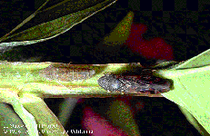 Fifth-instar (left) and Adult (right) Glassy-winged Sharpshooter