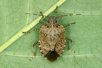 Brown Marmorated Stink Bug adult (Photo: Deepak Matadha, Rutgers University)