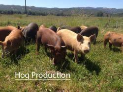 hogproduction