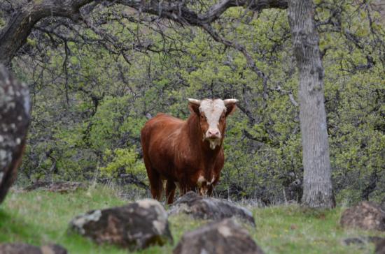 Tehama Wildlife Area cow-Kevin Greer, Red Bluff