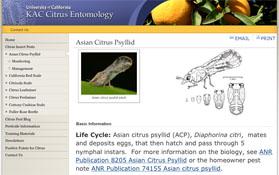 Asian citrus psyllid website