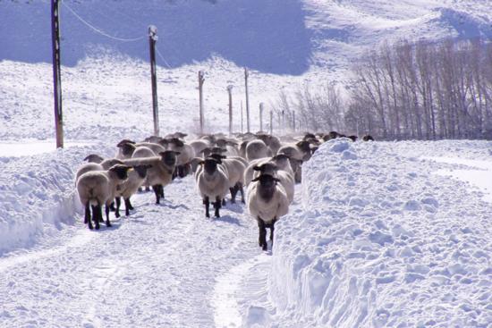 Goss Sheep-snow