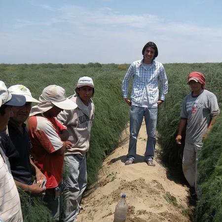 20190419 Alejandro Del Pozo-Valdivia in asparagus field with colleagues in Peru. Credit Christie Almeyda