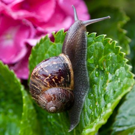 Adult brown garden snail sitting on a hydrangea leaf with a pink flower in the background. Credit: William F. Meyer