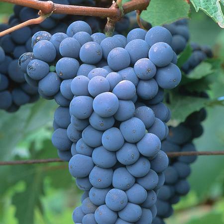Ripe cluster of red wine grapes. Credit: Jack Kelly Clark, UC IPM.