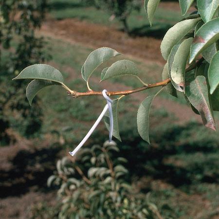 Pheromone rope dispenser placed in the upper canopy of a pear tree for mating disruption of codling moth. Credit: Jack Kelly Clark, UC IPM.