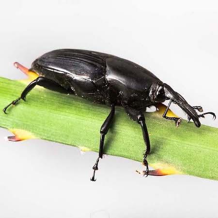 Adult shiny black South American palm weevil crawling on a green plant stem. Credit: Michael Lewis, Center for Invasive Species Research, University o