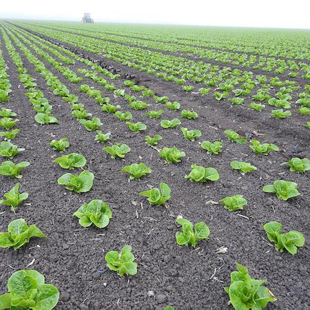 Rows of young lettuce plants on a slightly foggy day. Credit: Petr Kosina, UC IPM.