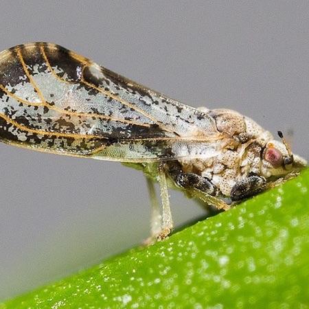 Adult mottled dark and light Asian citrus psyllid on a green leaf. The psyllid's head is flush against the leaf while the abdomen is pointed upward