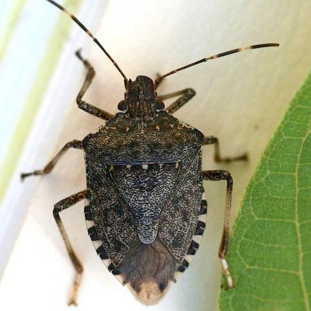 Adult brown marmorated stink bug. Credit: Karey Windbiel-Rojas, UC IPM.