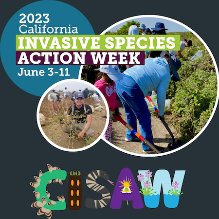 People using shovels to dig out invasive weeds. 2023 California Invasive Species Action Week June 3 to 11. The CISAW logo.