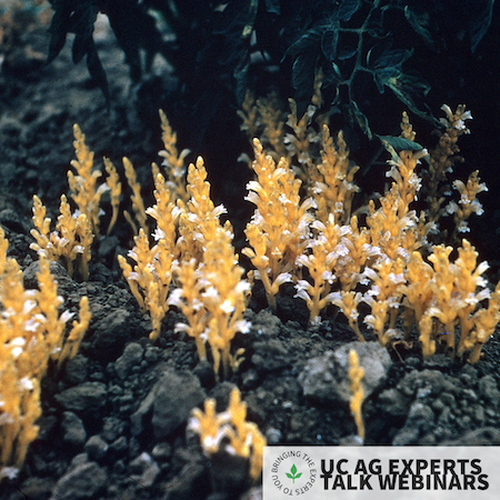 Pale yellow broomrape plants devoid of chlorophyll emerging from the soil at the base of a green tomato plant.