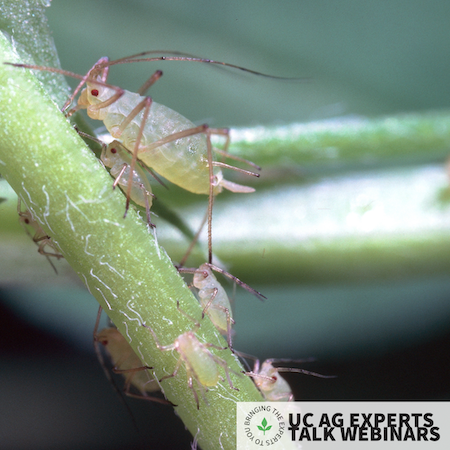 Aphid mama with several aphid babies on a stem