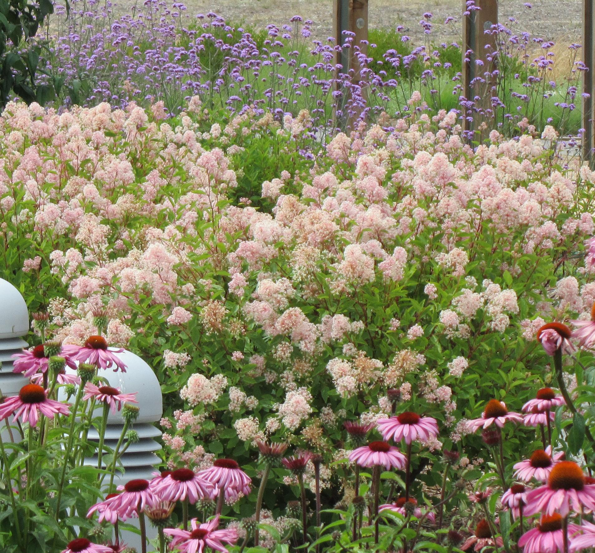 Marie Simon ceanothus with Echinacea and Verbena in a garden setting. Photo: SK Reid.