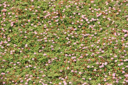 Pink Kurapia® blooms on low water in August 2020 in Davis. Photo: K Reid