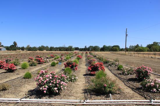 Fields at UC Davis looking colorful in June 2021