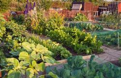 Vegetable garden page