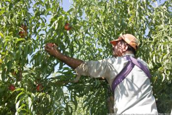 Farm worker harvesting nectarines