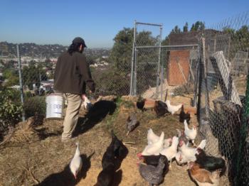Los Angeles Urban Farmer with Poultry-Photo by Zachary Zabel, Cultivate L.A.