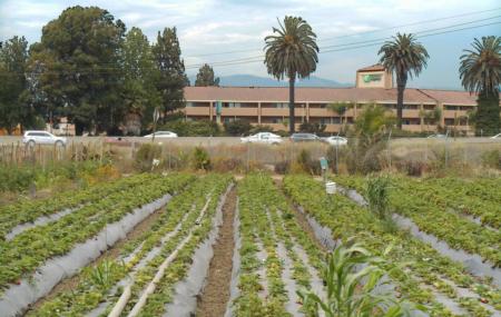 Urban Strawberry Field, McGrath Organic Farms, Camarillo, California