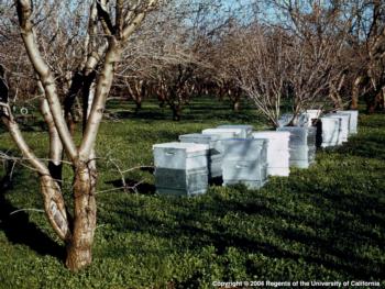 Honeybee Hives. Photo by E. Kilmartin, UC ANR