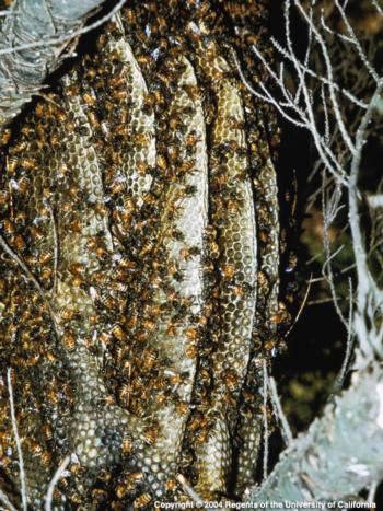 Colony of Honeybees. Photo by E. Kilmartin, UC ANR